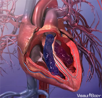 Glossary of the Circulatory System | Learn Circulatory Anatomy Glossary of the Circulatory System | Learn Circulatory Anatomy