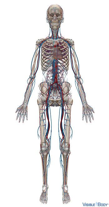 Glossary of the Circulatory System | Learn Circulatory Anatomy