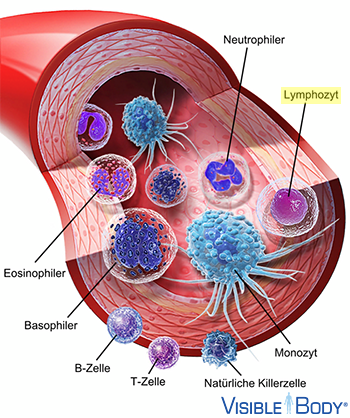 Lymphozyt