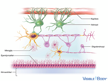 Neuroglia