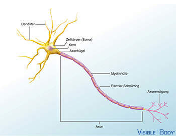 Neuron