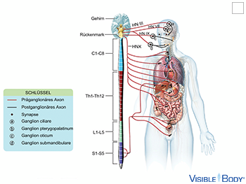 Parasympathisches Nervensystem