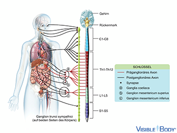 Sympathisches Nervensystem