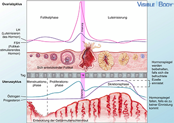 Fortpflanzungszyklus der Frau