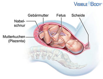 Mutterkuchen (Plazenta)