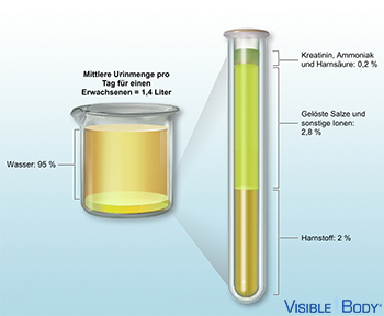 Zusammensetzung des Urins