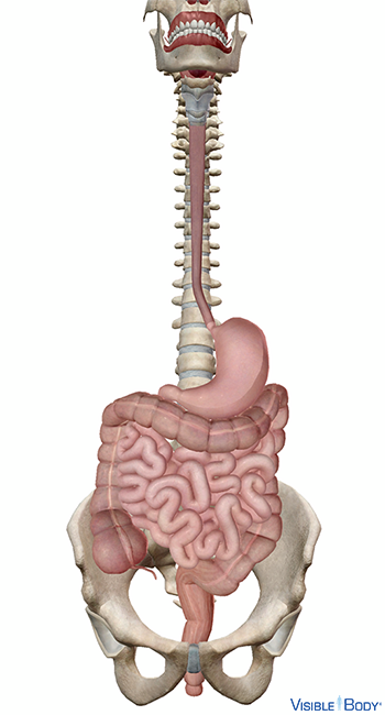 The alimentary canal extending from the mouth to the anus