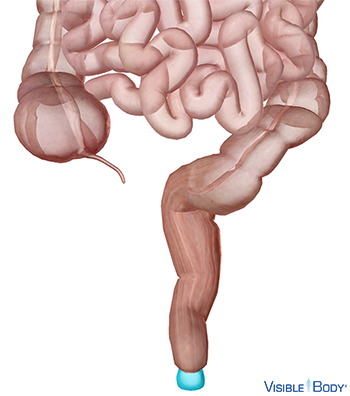 El ano resaltado en el contexto del intestino grueso