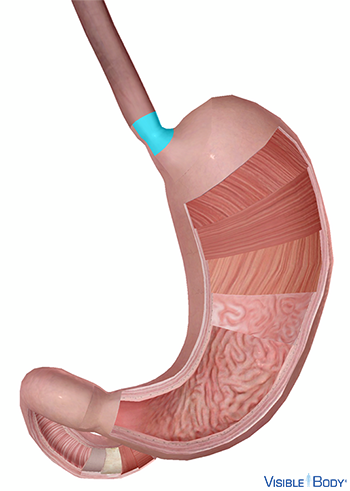 Ubicación del esfínter del cardias resaltado junto al estómago