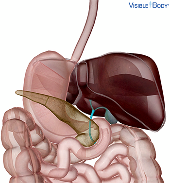 El conducto biliar común resaltado en el abdomen