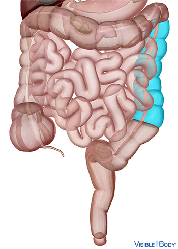 El colon descendente resaltado en el contexto del intestino grueso