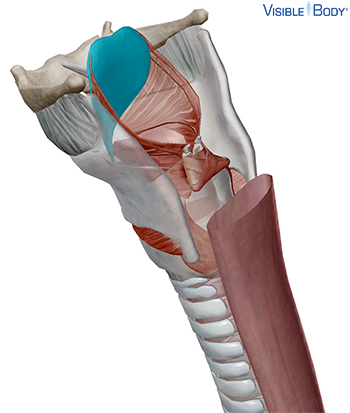 La epiglotis en un modelo del cuello
