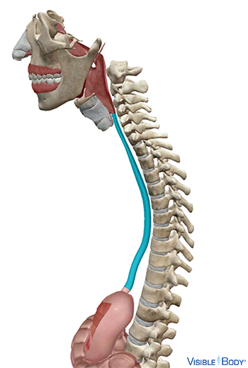 El esófago resaltado en el contexto del cráneo, el estómago y la columna vertebral