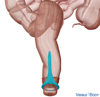 El esfínter anal externo resaltado en el contexto del recto