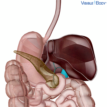 La vesícula biliar resaltada en el abdomen