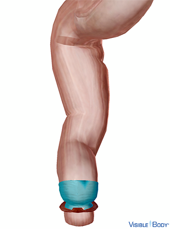 El esfínter anal interno resaltado en el contexto del recto