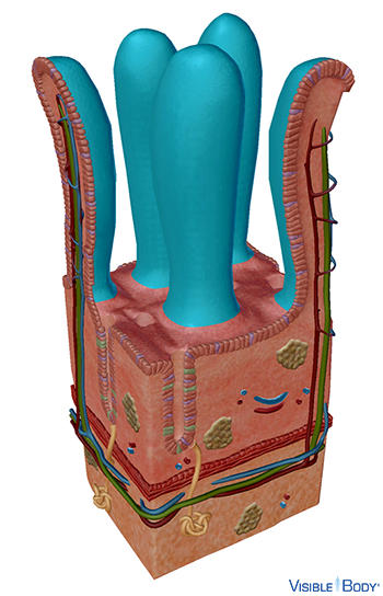 Modelo generado por ordenador de las vellosidades