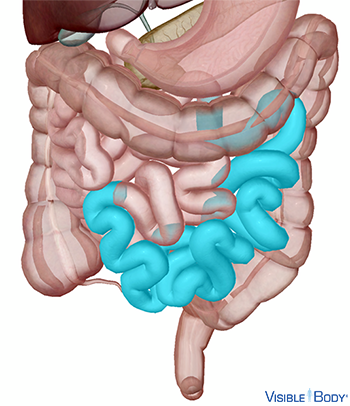 El yeyuno resaltado en el contexto del intestino delgado