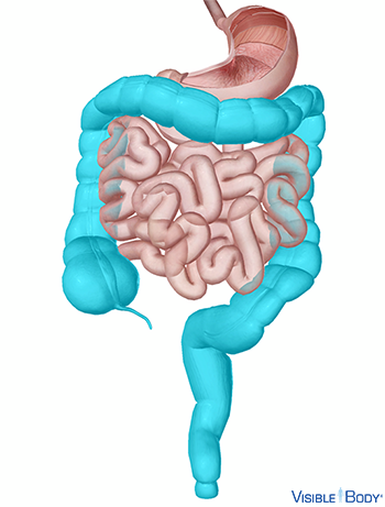 El intestino grueso comparado con el intestino delgado y el estómago