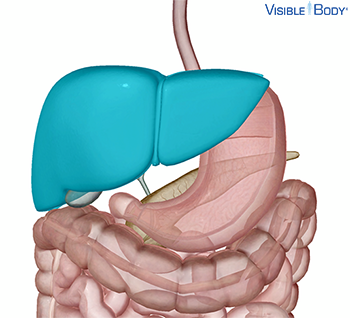 Glossary of the Digestive System | Learn Digestive Anatomy Glossary of the Digestive System | Learn Digestive Anatomy