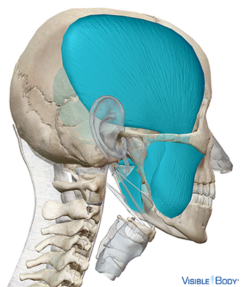 Músculos utilizados para masticar (masticación) resaltados contra el cráneo