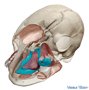 Maqueta 3D de la cavidad oral vista desde debajo del cráneo