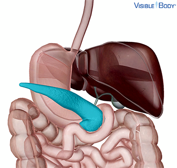 El páncreas resaltado junto al estómago y los intestinos