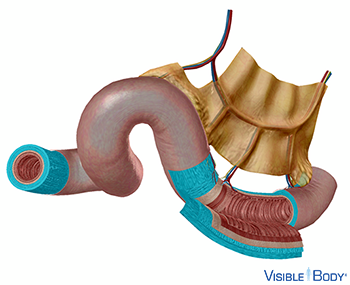 Sección transversal de una porción del intestino delgado