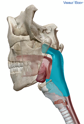 Faringe resaltada en un modelo generado por ordenador del cráneo y el cuello