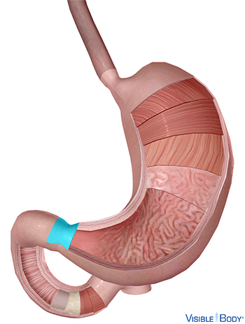 El esfínter pilórico ubicado al final del estómago
