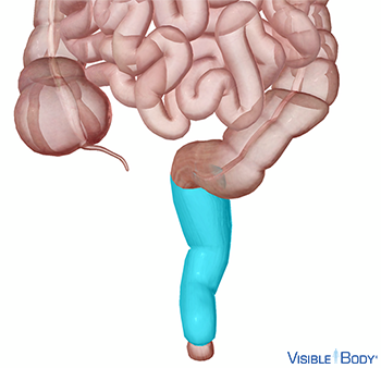 El recto resaltado en el contexto del intestino grueso