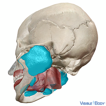 Glándulas salivales resaltadas en una vista lateral del cráneo