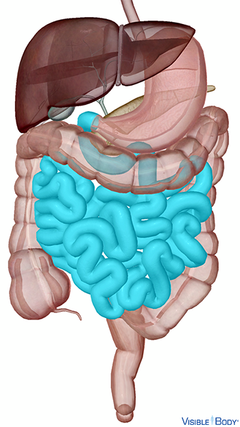 Modelo generado por ordenador del intestino delgado en comparación con otros órganos del abdomen
