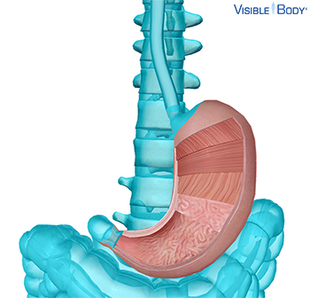 El estómago ubicado en el abdomen