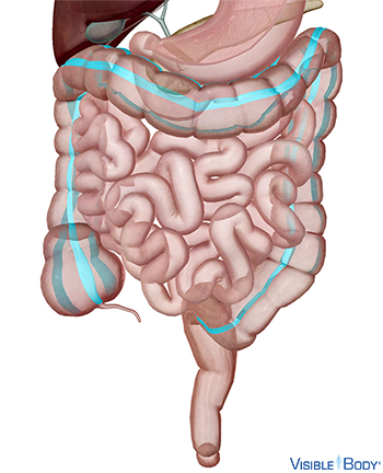 Las tenias del colon extendiéndose a lo largo del intestino grueso