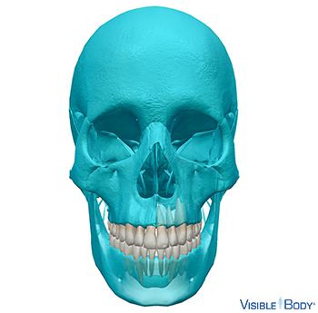 Un cráneo con todos los huesos, excepto los dientes, coloreados en azul