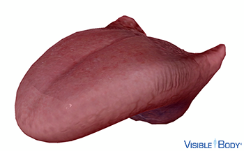 Modelo generado por ordenador de una lengua