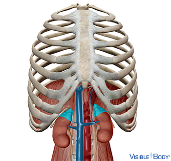 adrenal gland location in human body adrenal gland location in human body