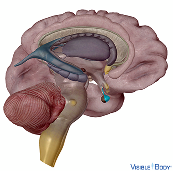 Glossary of the Endocrine System | Learn Endocrine Anatomy