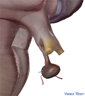 Modèle généré par ordinateur du système porte hypothalamo-hypophysaire