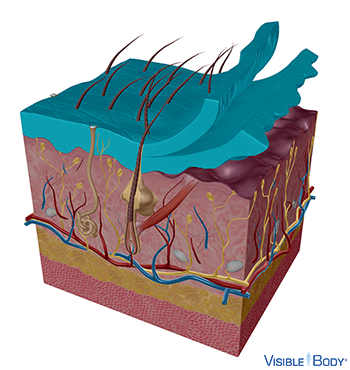 Coupe transversale de la peau avec couche externe mise en surbrillance