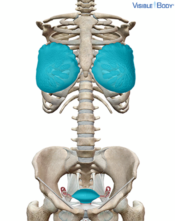Système reproducteur féminin en contexte, avec le squelette