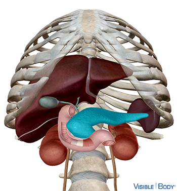 Modèle généré par ordinateur du pancréas en contexte dans l'abdomen