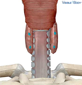 Modèle généré par ordinateur des glandes parathyroïdes