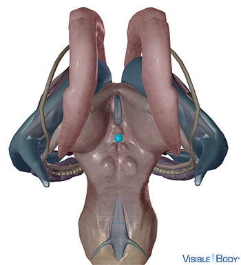 Modèle généré par ordinateur de la glande pinéale