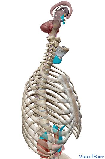 Vista de los órganos endocrinos primarios en el contexto de la caja torácica y la columna