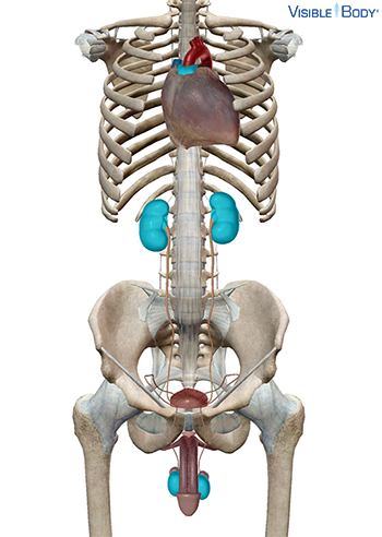 Glossary of the Endocrine System | Learn Endocrine Anatomy