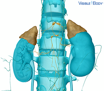 Modèle généré par ordinateur des glandes surrénales, situées au-dessus des reins