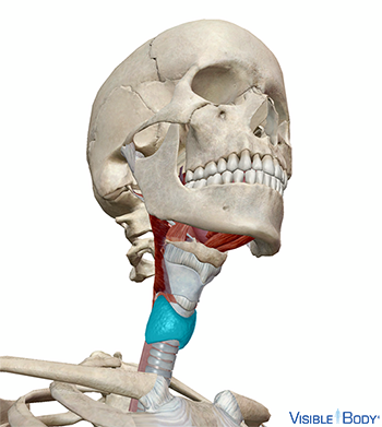 Modèle généré par ordinateur de la thyroïde en contexte dans le cou