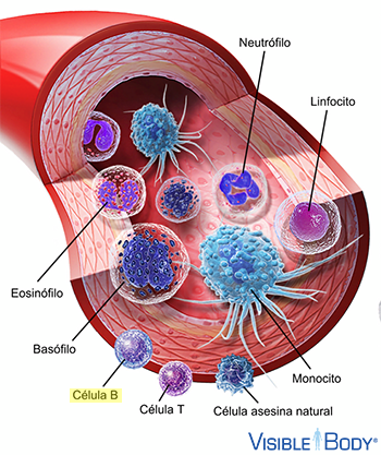 Células B